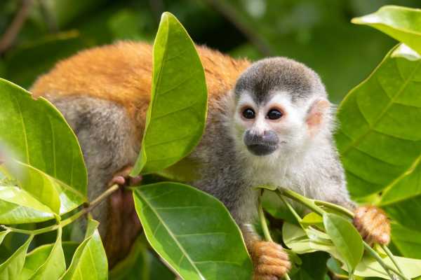 Monkey and Wildlife Tour