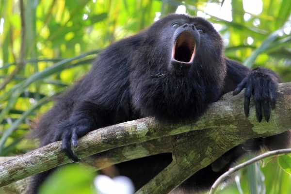 Monkey and Wildlife Tour