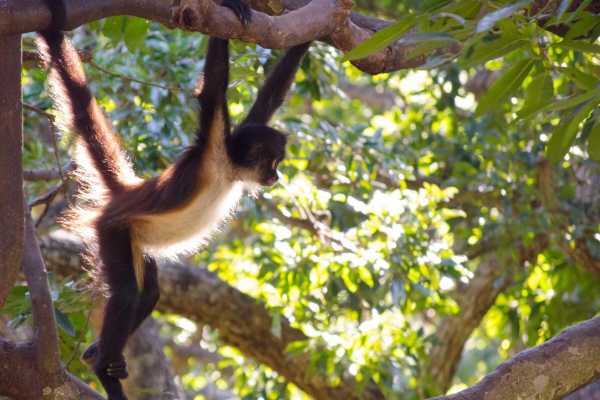 Monkey and Wildlife Tour