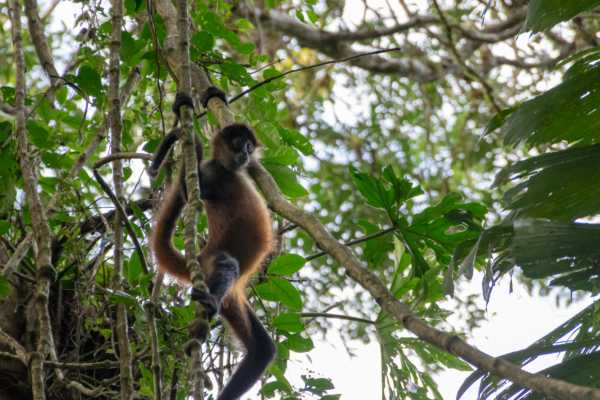 Monkey and Wildlife Tour