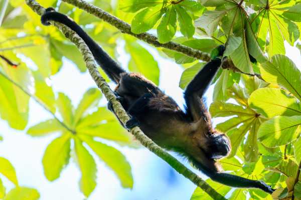Monkey and Wildlife Tour