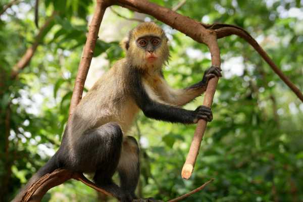 Monkey and Wildlife Tour
