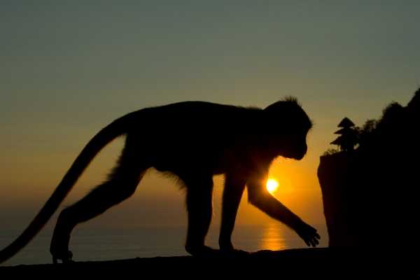 Monkey and Wildlife Tour