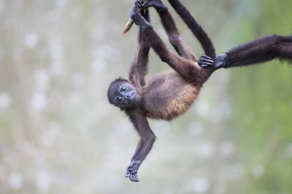 Monkey and Wildlife Tour