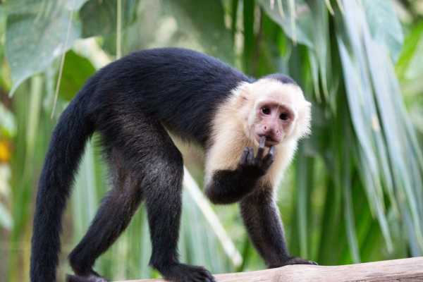 Monkey and Wildlife Tour