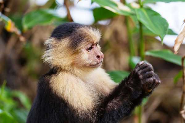 Monkey and Wildlife Tour