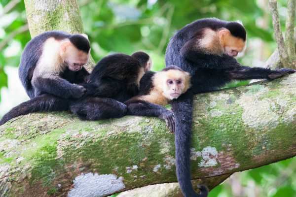 Monkey and Wildlife Tour