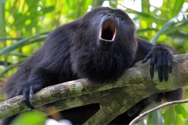 Monkey and Wildlife Tour