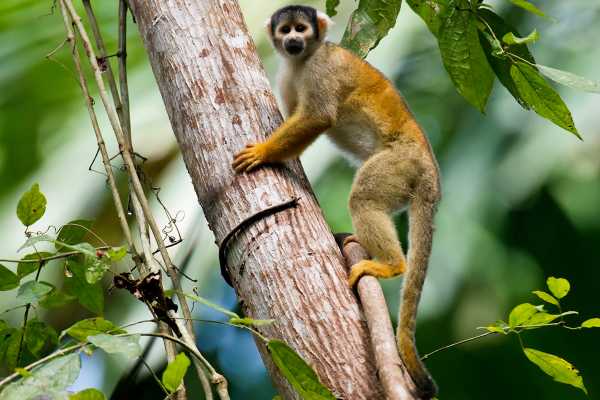 Monkey and Wildlife Tour