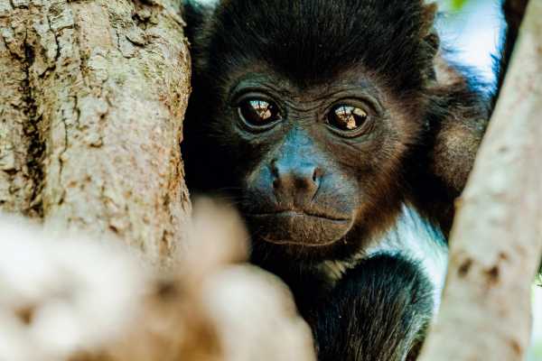 Monkey and Wildlife Tour