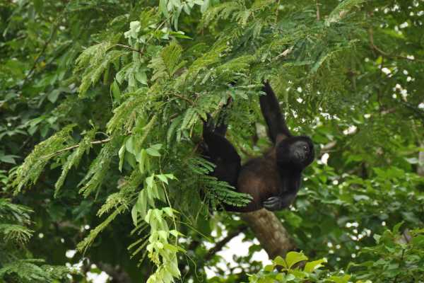 Monkey and Wildlife Tour