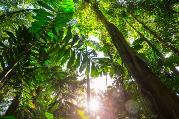Jungles and Mountains Buggy Tour