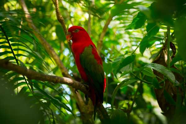 Jungles and Mountains Buggy Tour