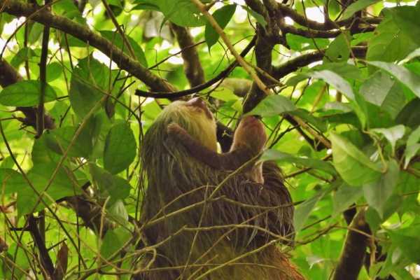 Arenal Hanging Bridges Tour