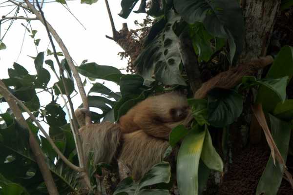 Arenal Hanging Bridges Tour
