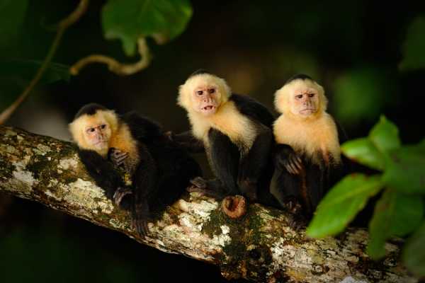 Arenal Hanging Bridges Tour