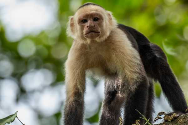 Arenal Hanging Bridges Tour