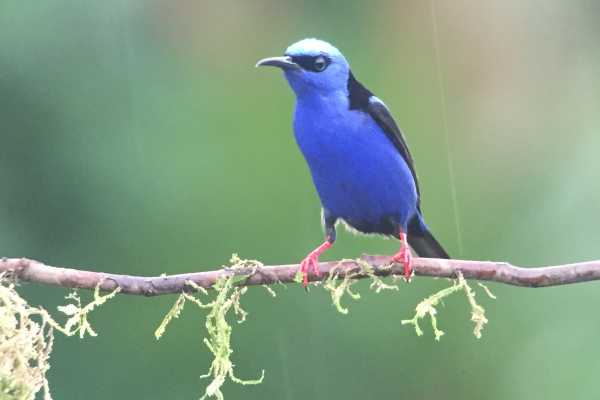 Arenal Hanging Bridges Tour