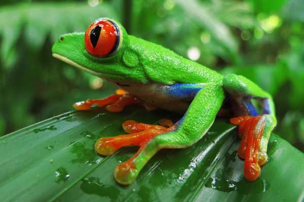 Arenal Hanging Bridges Tour