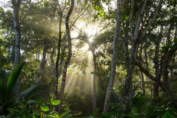 Arenal Hanging Bridges Tour
