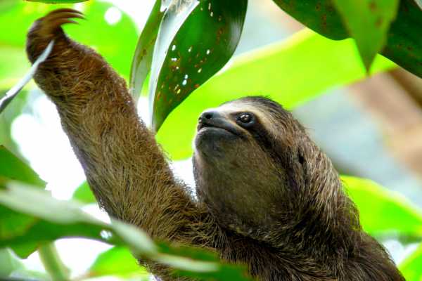 Arenal Hanging Bridges Tour