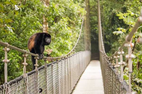 Arenal Hanging Bridges Tour