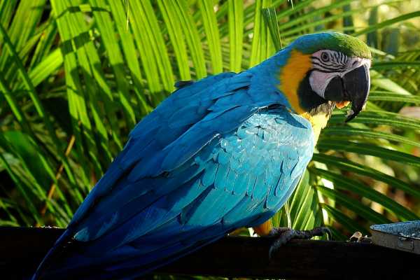 Arenal Hanging Bridges Tour