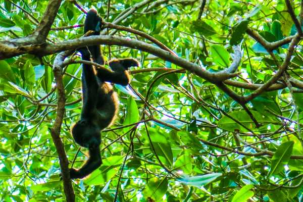 Arenal Hanging Bridges Tour