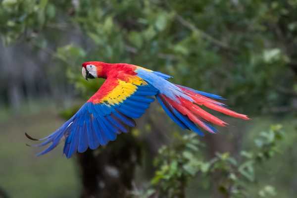 Arenal Hanging Bridges Tour