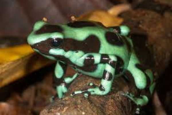 Arenal Hanging Bridges Tour
