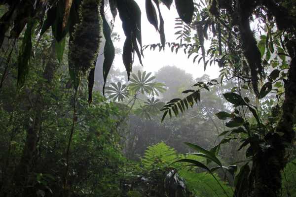 Arenal Hanging Bridges Tour