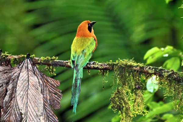 Arenal Hanging Bridges Tour