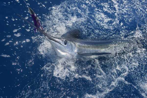 Pro Sport Fishing Excursion