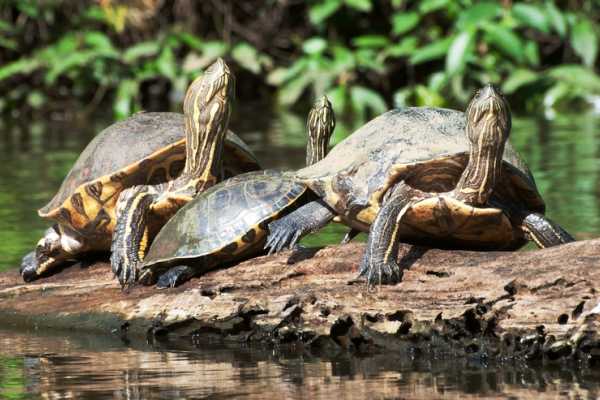Tamarindo Estuary Kayaking Tour