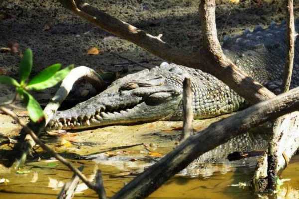 Tamarindo Estuary Kayaking Tour