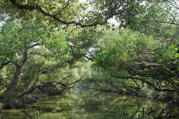 Tamarindo Estuary Kayaking Tour