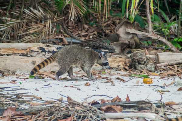 Tamarindo Estuary Kayaking Tour
