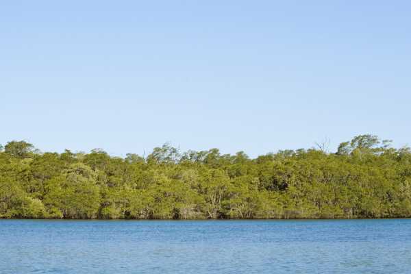Tamarindo Estuary Kayaking Tour