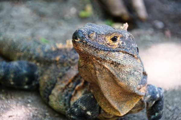 Tamarindo Estuary Kayaking Tour
