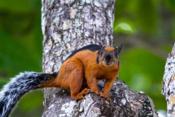 Tamarindo Estuary Kayaking Tour