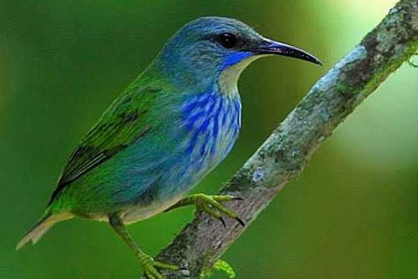 Corobici River Floating Tour