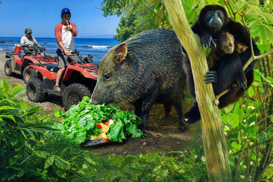 Congo Canopy ATV Monkey Wild Life Park Combo