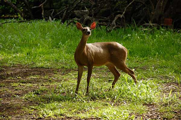 Santa Rosa Park and Liberia Tour