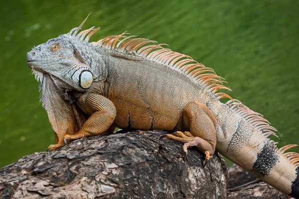 Santa Rosa Park and Liberia Tour