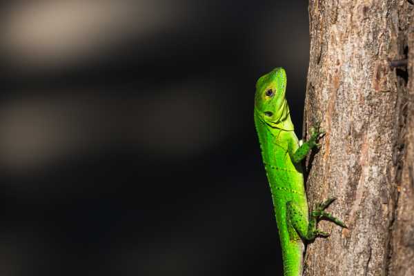 Santa Rosa Park and Liberia Tour