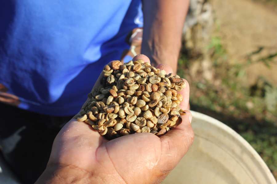 Uvita Information Center Coffee Tour