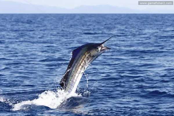 Las Catalinas Ocean Safari Tour