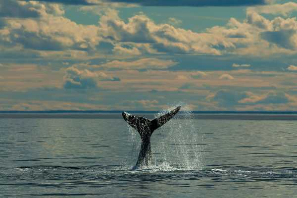 Las Catalinas Ocean Safari Tour