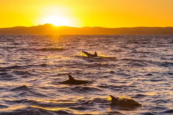 Las Catalinas Ocean Safari Tour