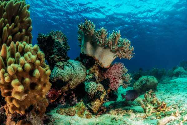 Las Catalinas Ocean Safari Tour